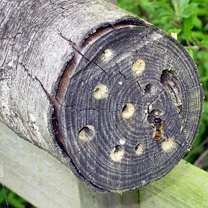 Picture of Red Mason Bee