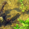 image of common newt