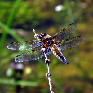 Picture of Dragon fly
