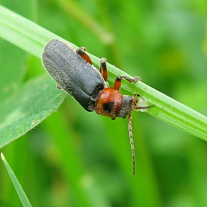 Picture of soldier beetle