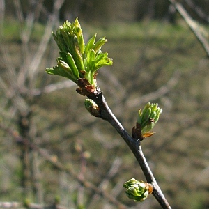 Picture of hawthorn buds
