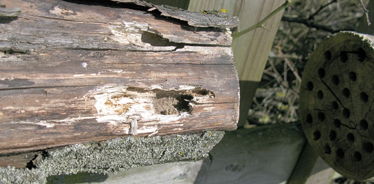 Picture of woodpecker damage