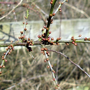 Picture of blackthorn