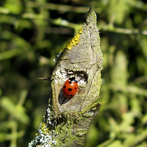 Picture of  ladybird