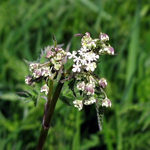 Picture of cow parsley