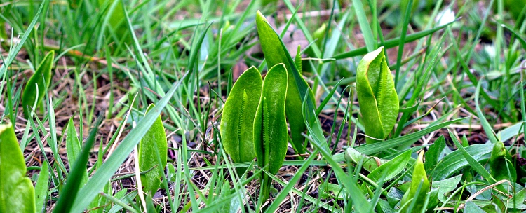 picture of Adders Tongue Fern