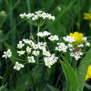 Picture of pignut