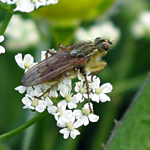 Picture of fly