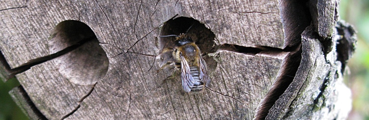 view of bee