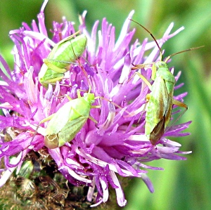 Picture ofyoung grass hoppers