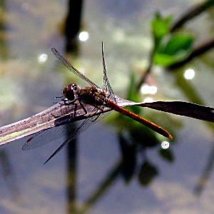 Picture ofdragon fly
