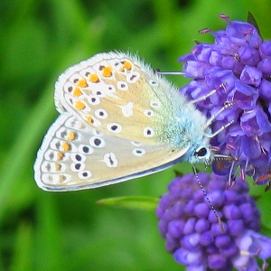 Picture of Common Blue Butterfly