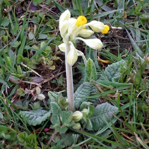 Picture of  cowslip