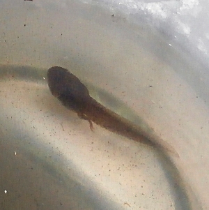 Picture of tadpole