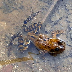 Picture of frog