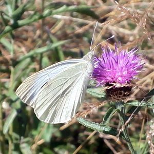 Picture ofLarge White Butterfly