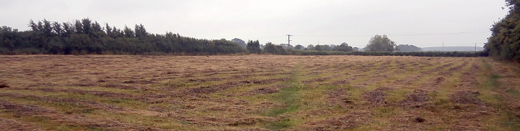 Photo of the cut hay