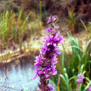 Picture of Purple Loosestrife