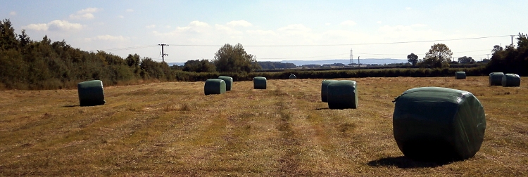 View of baled hay