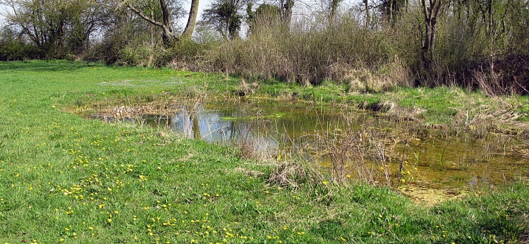 View of pond 2013