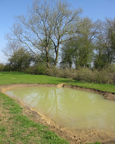 Picture of the pond
