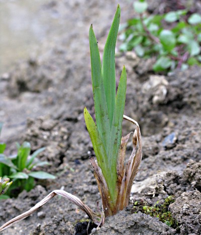 Picture of Flag Iris Plant