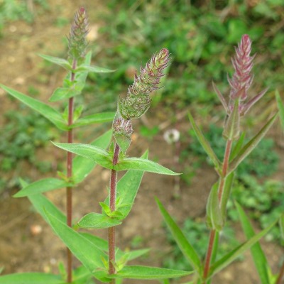 Picture of Purple Loosestrife Plant