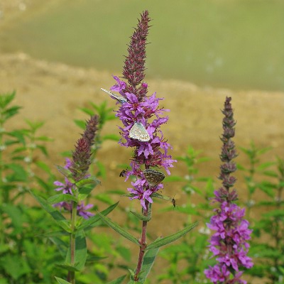 Picture of Purple Loosestrife Plant