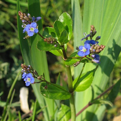 Picture of Flag Iris Plant