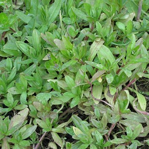 Picture of Flag Iris Plant