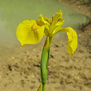 Picture of Flag Iris Plant