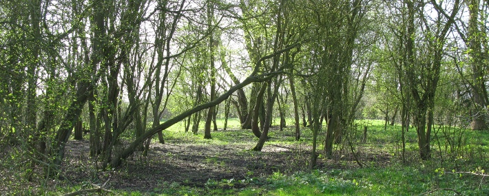 picture of the spinney,© Mike Draycott 