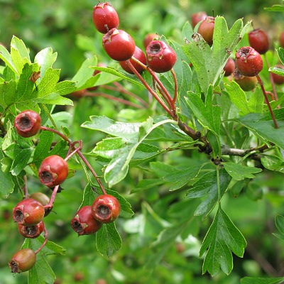 Hawthorn beries