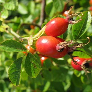 Picture of Rose Hips, © Mike Draycott