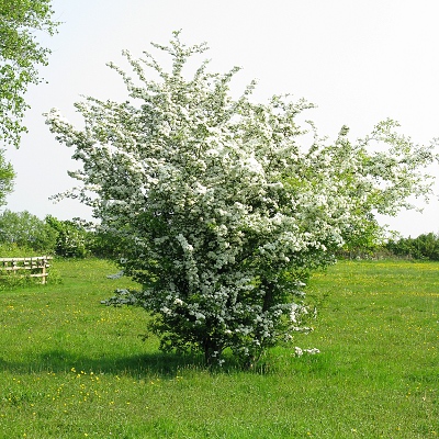 Picture of Hawthorn,