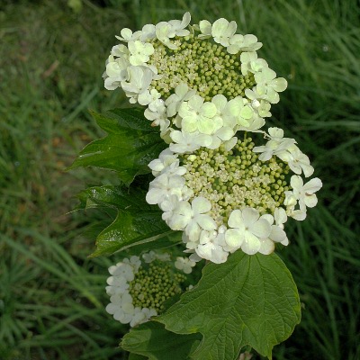 Picture of Guelder Rose  Mike Draycott
