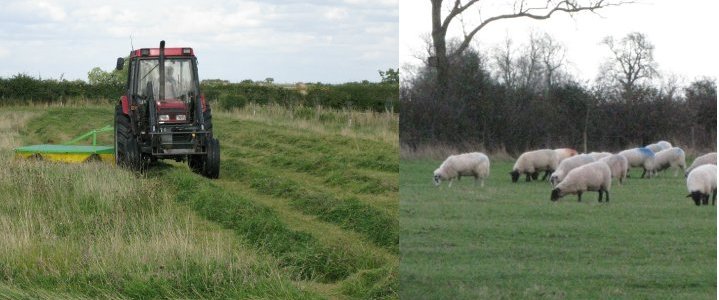 Picture of hay cutting and sheep, © Mike Draycott