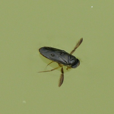 Picture of Lesser Boatman © Mike Draycott