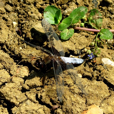 Picture of Darter © Mike Draycott