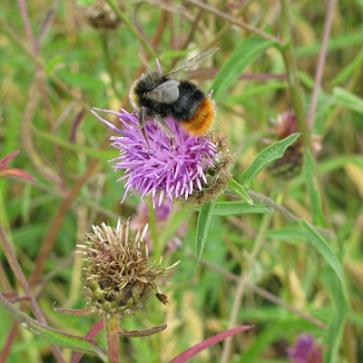 stewkley wildlife bumble bee tail red reserve lapidarius bombus