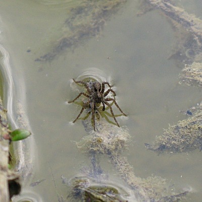 Picture of Diving Beetle  Mike Draycott