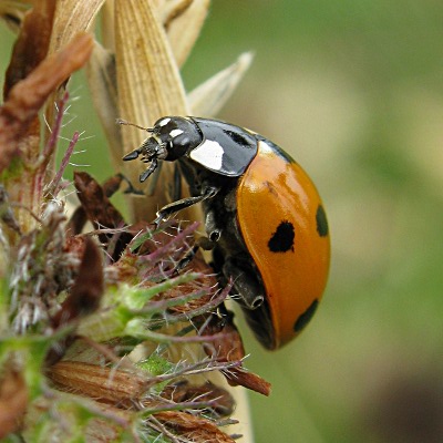 Picture of Ladybird © Mike Draycott