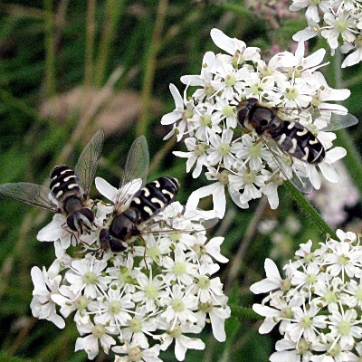 Picture of hover flies  Mike Draycott