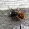 Red Mason Bee