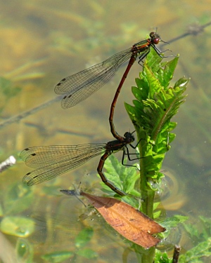 image of damselflys mating