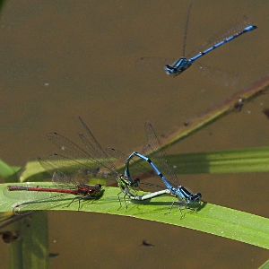 image of damselflys mating