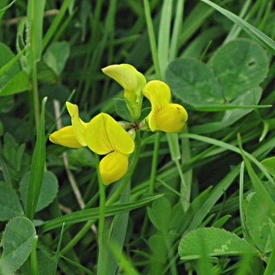 Picture of Birds FootTrefoil Plant