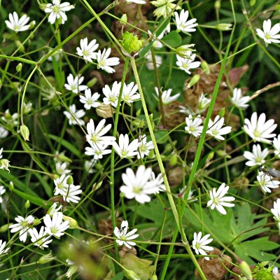 Picture of Lesser Stitchwort Plant