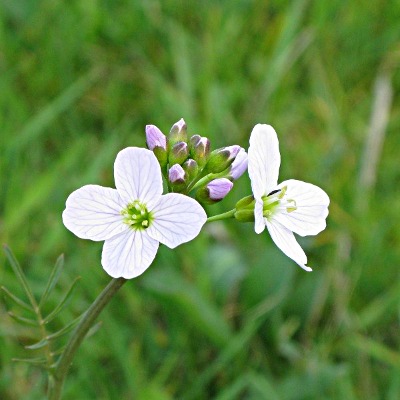 Picture of Lady's Smock Plant