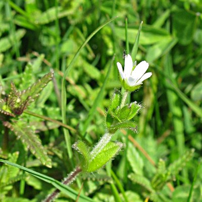 Picture of Mouse Ear Plant